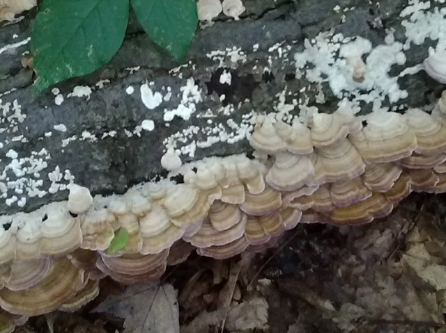 mushroom 10