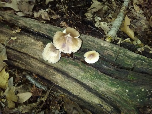 mushroom 12