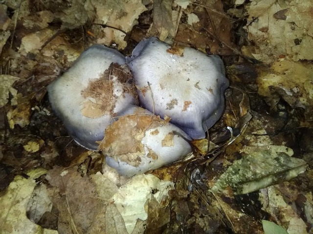 mushroom 13