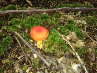 mushroom 14