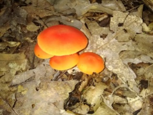 mushroom 15