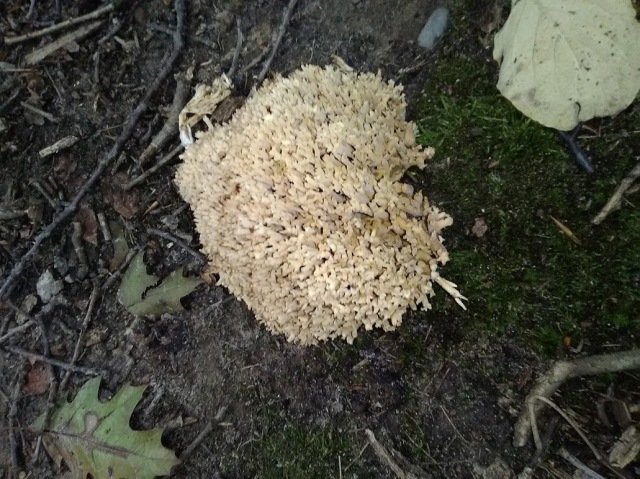 mushroom 16