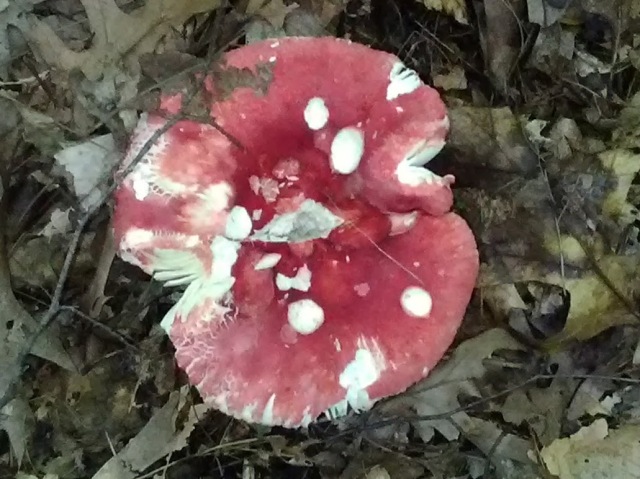 Mushroom 18