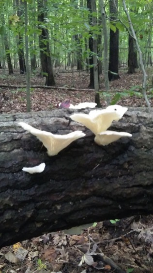 Looks like white Oyster Mushrooms