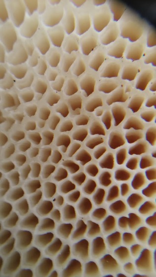 Enlarged Pore Surface